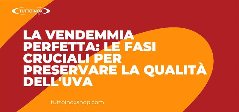 La vendemmia perfetta: le fasi cruciali per preservare la qualità dell'uva